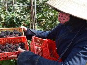 Lifestyle - Lâm Đồng: Quả dại từng chả ai ngó ngàng, bán giá 150.000 đồng/kg