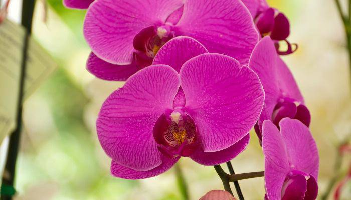 7 loại hoa phong thủy mang tài lộc, phúc khí trong năm Tân Sửu 2021 - 7