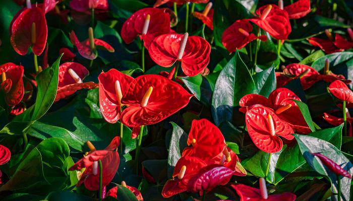 7 loại hoa phong thủy mang tài lộc, phúc khí trong năm Tân Sửu 2021 - 6