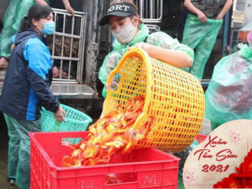 Cá chép cúng ông Công, ông Táo tăng giá phi mã: Người buôn không dám nhập vì sợ ế hàng