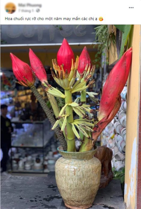 Loại hoa rừng vừa lạ, vừa đẹp mắt amp;#34;hot trendamp;#34; Tết 2021, chị em thi nhau cắm thử - 2