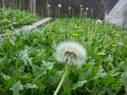 Sức khỏe - Tác dụng của cây bồ công anh? Bồ công anh có thể giúp phụ nữ chữa tắc tia sữa?