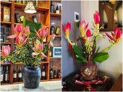 Tin tức - Loại hoa rừng vừa lạ, vừa đẹp mắt "hot trend" Tết 2021, chị em thi nhau cắm thử