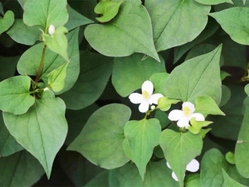 Những tác dụng tuyệt vời của rau diếp cá