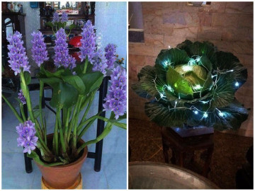 Cười rớt hàm với những siêu phẩm hoa, cây cảnh chơi Tết có một không hai thời Covid-19