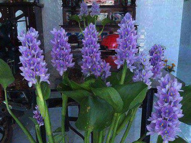 Choáng với dàn cây cảnh chơi Tết 2021 có một không hai