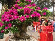 Xem ăn chơi - Ngắm những cây hoa giấy cổ thụ, gốc xù xì nổi đầy u cục, ngọn nở ngàn hoa rực rỡ