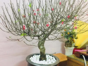 Nhà đẹp - Cách trồng hoa đào sau Tết đơn giản nhưng hiệu quả, sang năm lại ra hoa