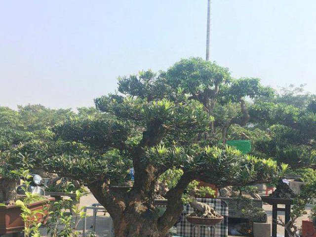 Cận cảnh cây tùng chơi Tết giá trên trời khiến nhiều người tò mò