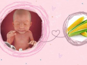 Bà bầu - Thai nhi 24 tuần là mấy tháng, mẹ và bé thay đổi thế nào?