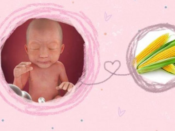 Thai nhi 24 tuần là mấy tháng, mẹ và bé thay đổi thế nào?