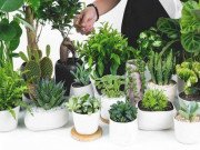 Tiêu dùng - 8 loại cây cảnh mini rước lộc đầu năm mà giá chỉ từ 50 nghìn/cây