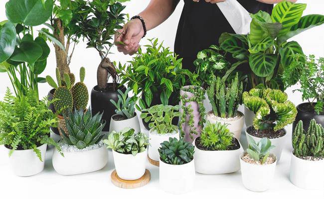 8 loại cây cảnh mini rước lộc đầu năm mà giá chỉ từ 50 nghìn/cây - 1