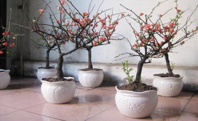 8 loại cây cảnh mini rước lộc đầu năm mà giá chỉ từ 50 nghìn/cây - 2