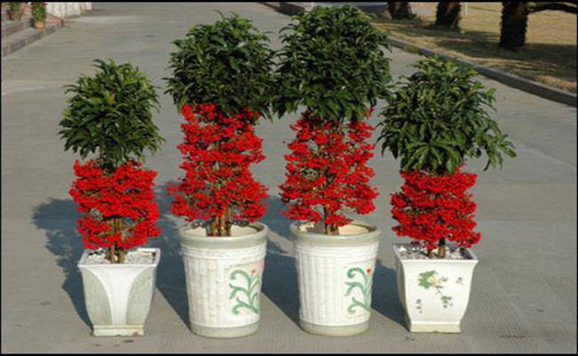 8 loại cây cảnh mini rước lộc đầu năm mà giá chỉ từ 50 nghìn/cây - 4