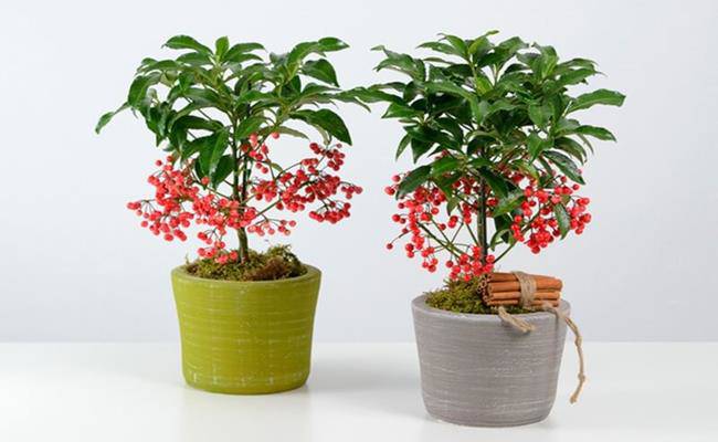 8 loại cây cảnh mini rước lộc đầu năm mà giá chỉ từ 50 nghìn/cây - 5