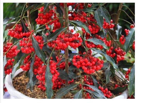 8 loại cây cảnh mini rước lộc đầu năm mà giá chỉ từ 50 nghìn/cây - 6