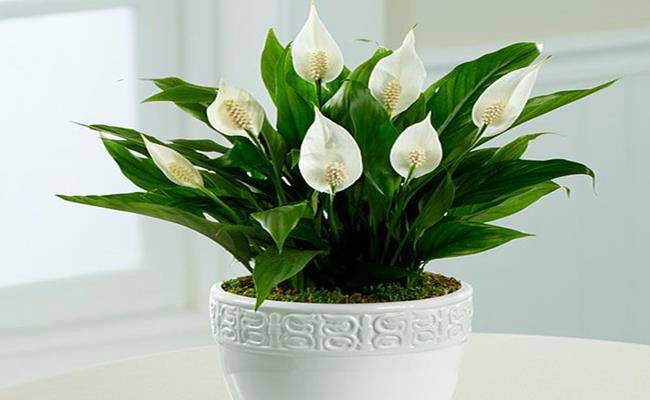 8 loại cây cảnh mini rước lộc đầu năm mà giá chỉ từ 50 nghìn/cây - 7