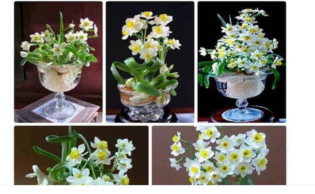 8 loại cây cảnh mini rước lộc đầu năm mà giá chỉ từ 50 nghìn/cây - 10