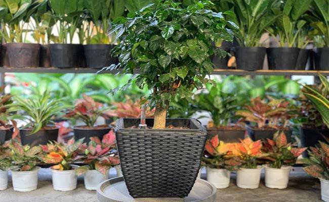 8 loại cây cảnh mini rước lộc đầu năm mà giá chỉ từ 50 nghìn/cây - 11