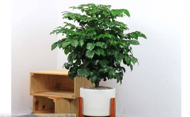 8 loại cây cảnh mini rước lộc đầu năm mà giá chỉ từ 50 nghìn/cây - 12