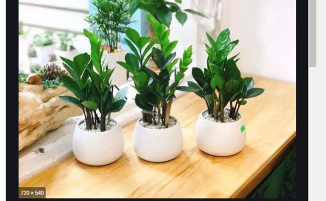 8 loại cây cảnh mini rước lộc đầu năm mà giá chỉ từ 50 nghìn/cây - 14