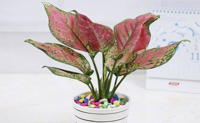 8 loại cây cảnh mini rước lộc đầu năm mà giá chỉ từ 50 nghìn/cây - 15