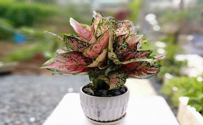 8 loại cây cảnh mini rước lộc đầu năm mà giá chỉ từ 50 nghìn/cây - 16