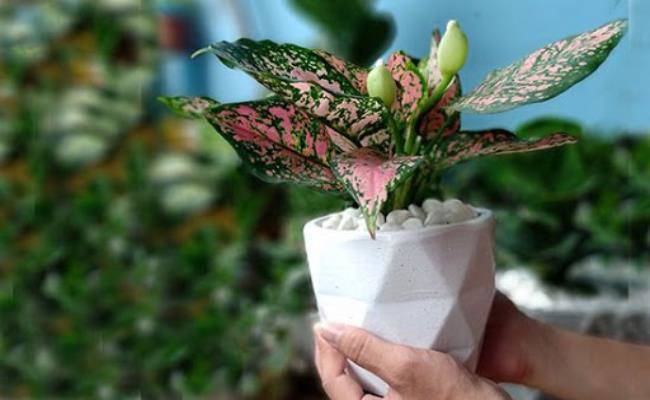 8 loại cây cảnh mini rước lộc đầu năm mà giá chỉ từ 50 nghìn/cây - 17