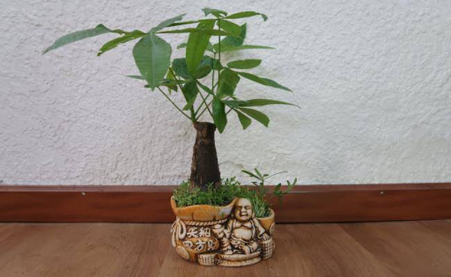 8 loại cây cảnh mini rước lộc đầu năm mà giá chỉ từ 50 nghìn/cây - 18