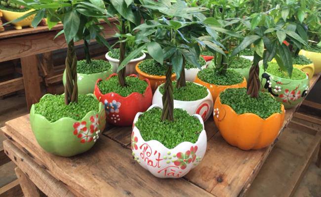 8 loại cây cảnh mini rước lộc đầu năm mà giá chỉ từ 50 nghìn/cây - 19
