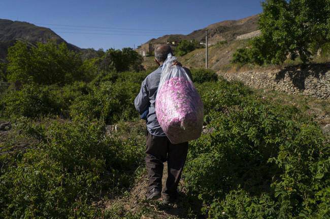 Quy trình cực nghiêm ngặt để sản xuất ra loại nước hoa hồng tốt nhất thế giới - 2