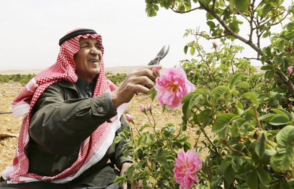 Quy trình cực nghiêm ngặt để sản xuất ra loại nước hoa hồng tốt nhất thế giới - 5