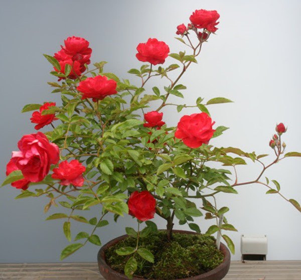 Cách trồng hoa hồng sau Tết, đừng vứt đi phí của, để lại vài tháng sau có hoa mới - 1