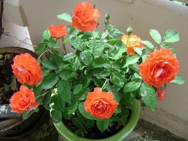 Cách trồng hoa hồng sau Tết, đừng vứt đi phí của, để lại vài tháng sau có hoa mới - 3