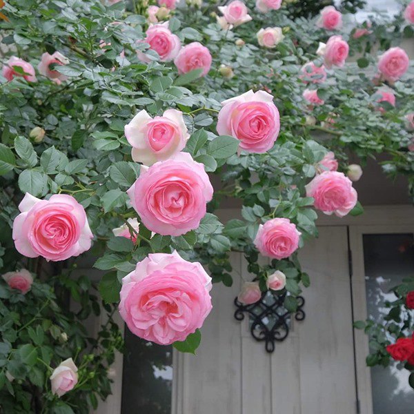 Cách trồng hoa hồng sau Tết, đừng vứt đi phí của, để lại vài tháng sau có hoa mới - 4