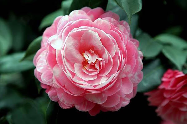 Hoa Trà: Hình ảnh, ý nghĩa, cách trồng và chăm sóc giúp hoa nở đẹp - 5