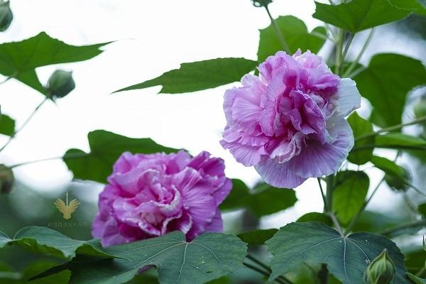 Hoa Phù Dung: hình ảnh, ý nghĩa và cách trồng hoa phù dung sớm tàn - 4