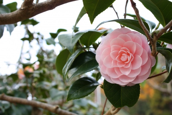 Hoa Trà: Hình ảnh, ý nghĩa, cách trồng và chăm sóc giúp hoa nở đẹp - 8