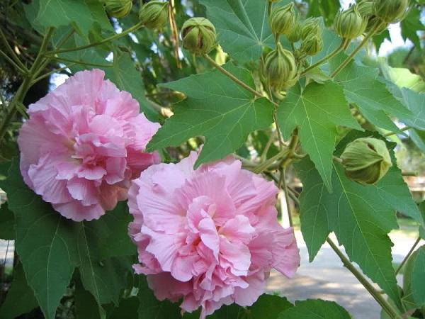 Hoa Phù Dung: hình ảnh, ý nghĩa và cách trồng hoa phù dung sớm tàn - 3