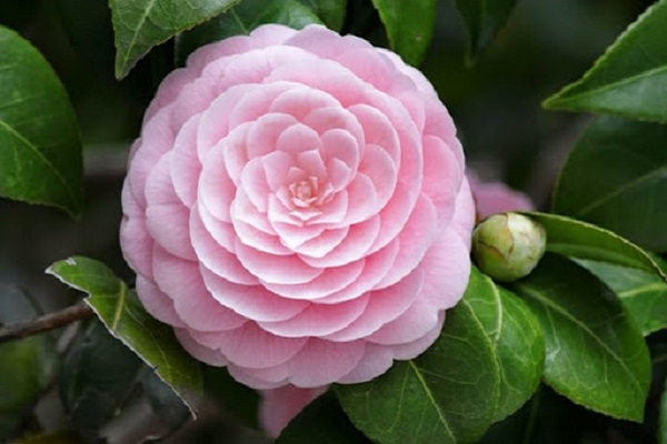 camellia là hoa gì
