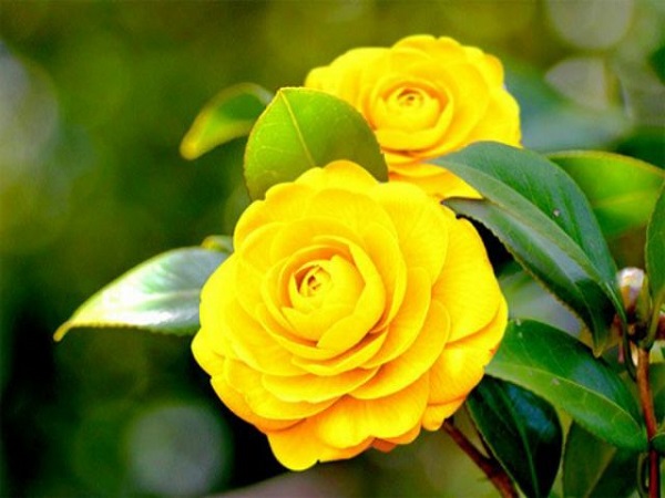 Hoa Trà: Hình ảnh, ý nghĩa, cách trồng và chăm sóc giúp hoa nở đẹp - 6