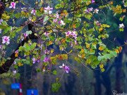 Xem ăn chơi - Hà Nội: Rủ bạn thân, gà bông chụp ngay bộ ảnh trên con đường hoa ban tím đẹp mơ màng