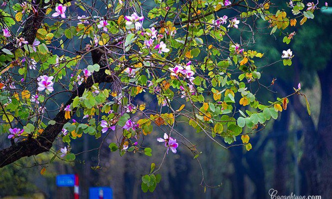 Hà Nội: Rủ bạn thân, gà bông chụp ngay bộ ảnh trên con đường hoa ban tím đẹp mơ màng - 5