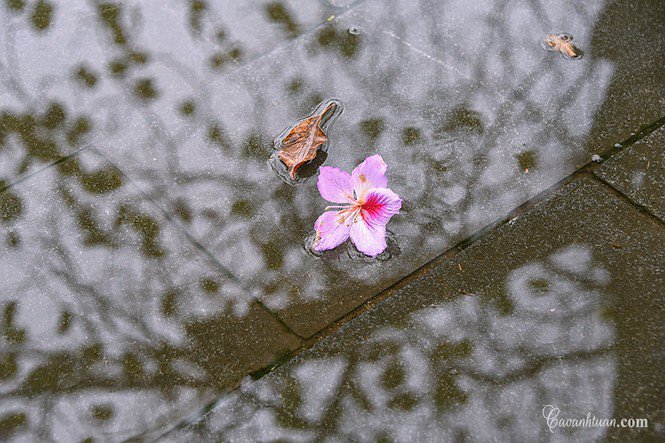 Hà Nội: Rủ bạn thân, gà bông chụp ngay bộ ảnh trên con đường hoa ban tím đẹp mơ màng - 2