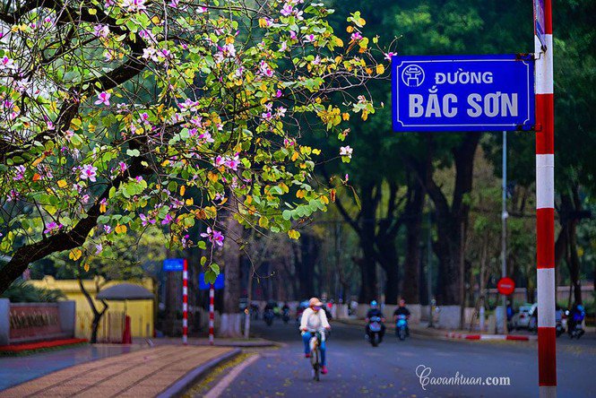 Hà Nội: Rủ bạn thân, gà bông chụp ngay bộ ảnh trên con đường hoa ban tím đẹp mơ màng - 3