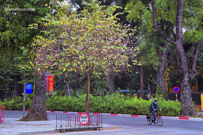 Hà Nội: Rủ bạn thân, gà bông chụp ngay bộ ảnh trên con đường hoa ban tím đẹp mơ màng - 4