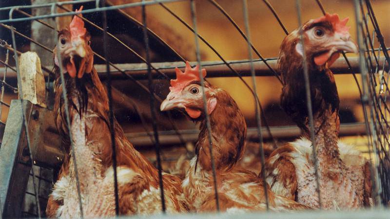 Nga phát hiện ca nhiễm cúm gia cầm H5N8 đầu tiên ở người - 1