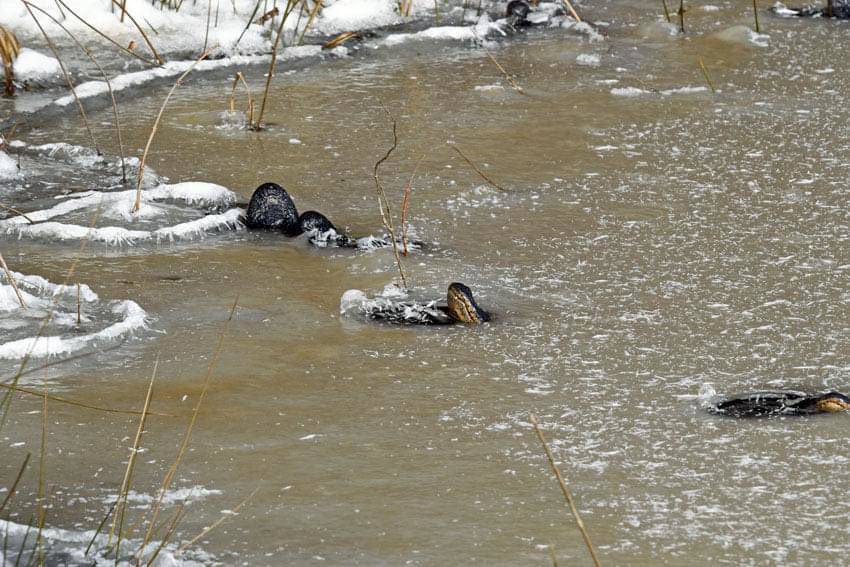 Bão tuyết khắc nghiệt ở Mỹ: Cá sấu có hành động lạ khiến nhiều người lo lắng - 2