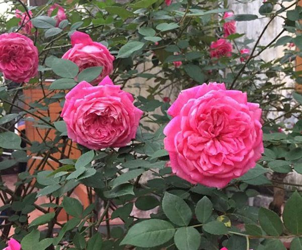 Cách trồng hoa hồng cổ Sapa cho hoa nở căng to như bát cơm, rực rỡ góc vườn - 4